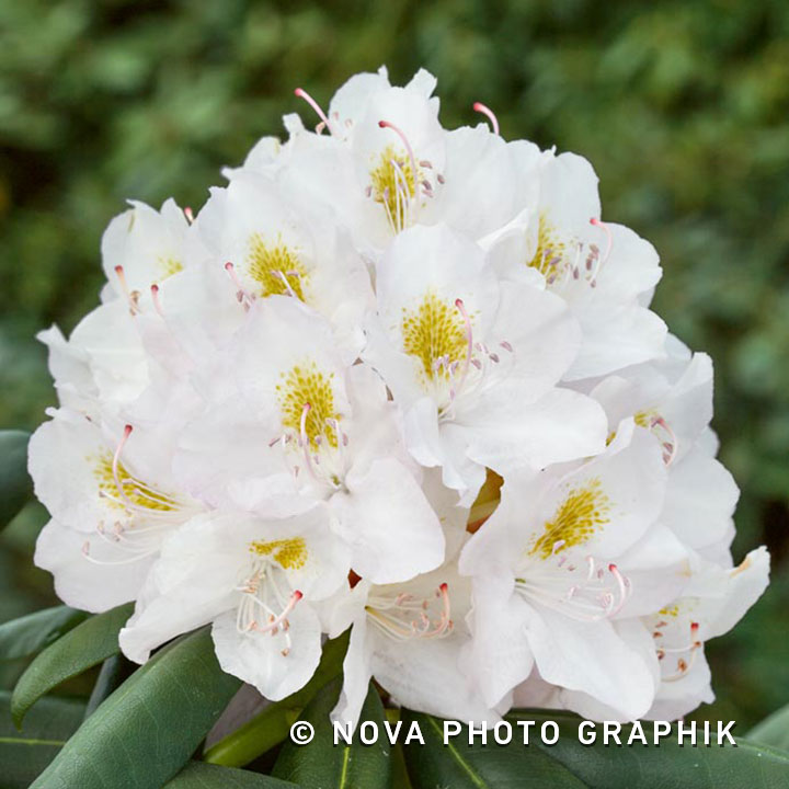 Rhododendron ‘Cunningham’s White’