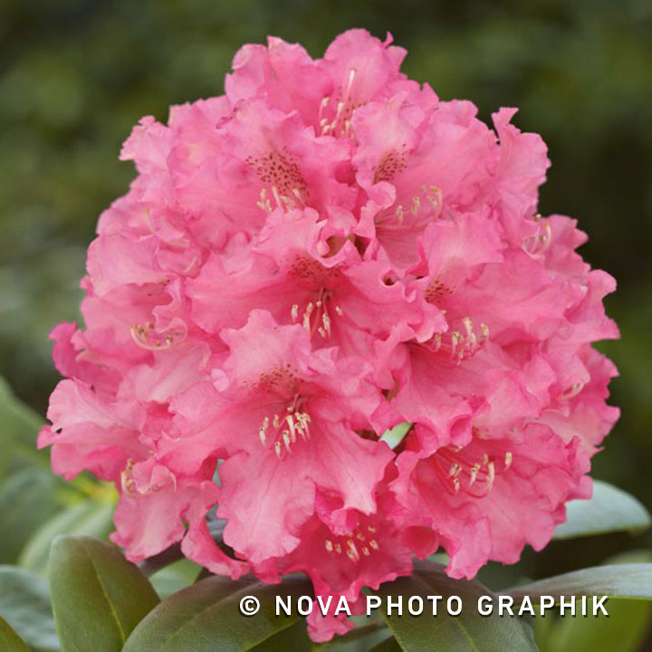 Rhododendron ‘Looking Glass’