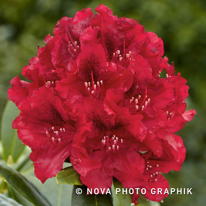 Rhododendron ‘z Lem’