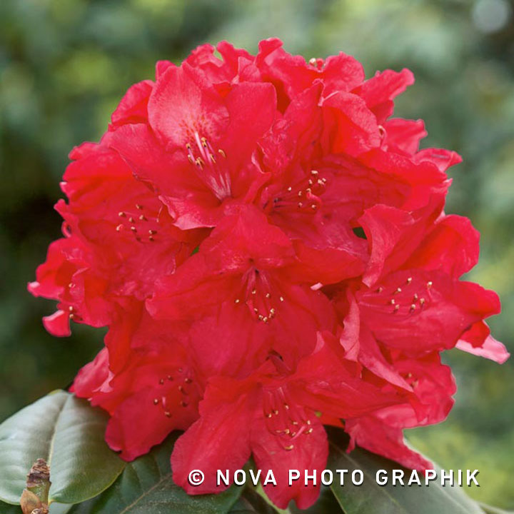 Rhododendron ‘Markeeta’s Prize’
