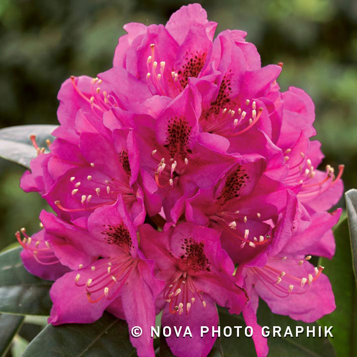 Rhododendron ‘Anah Kruschke’