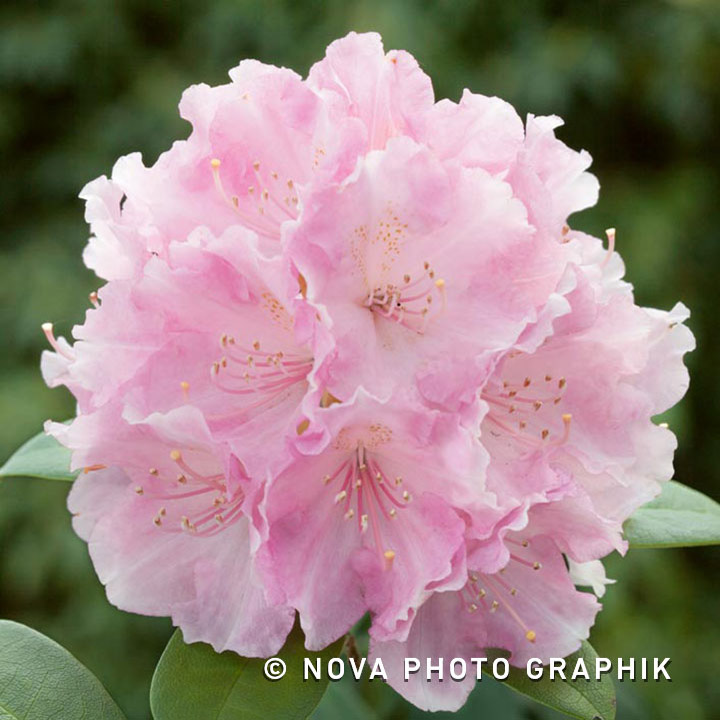 Rhododendron yakushimanum ‘Dreamland’