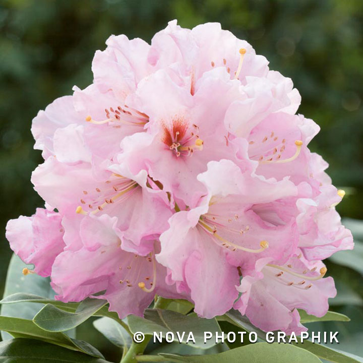 Rhododendron ‘Onkel Diners’