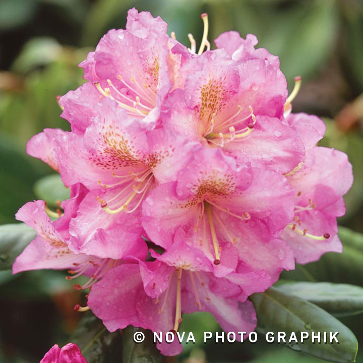 Rhododendron ‘Eucharities’